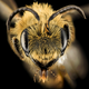Illustration for article titled These Exquisite Bee Photographs Reveal Every Delicate Hair, Antenna, and Wing